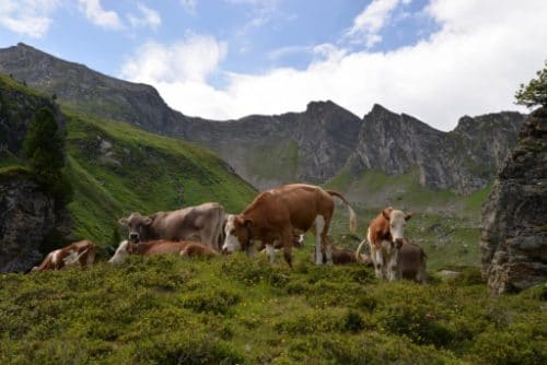 Cattle in the mountains of Austria. Picture by Katri Viikki